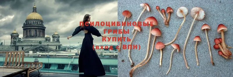 дарнет шоп  Вельск  Псилоцибиновые грибы Psilocybe 